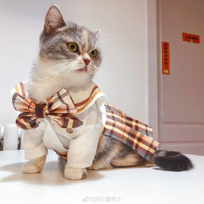 猫图片|宠物猫|猫咪|