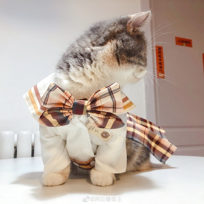 猫图片|宠物猫|猫咪|