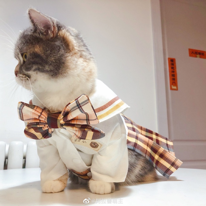 猫图片|宠物猫|猫咪|