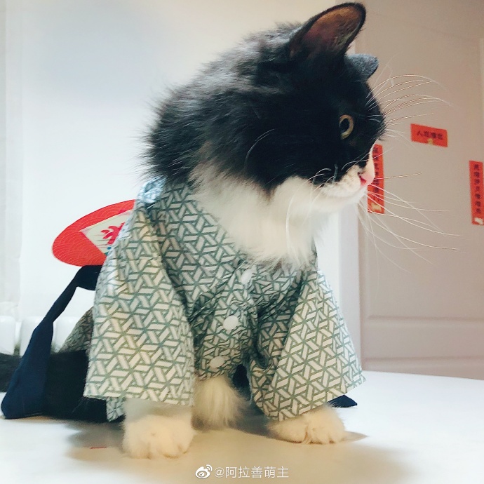 猫图片|宠物猫|猫咪|