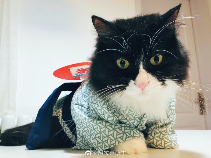 猫图片|宠物猫|猫咪|