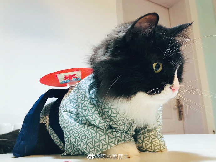 猫图片|宠物猫|猫咪|