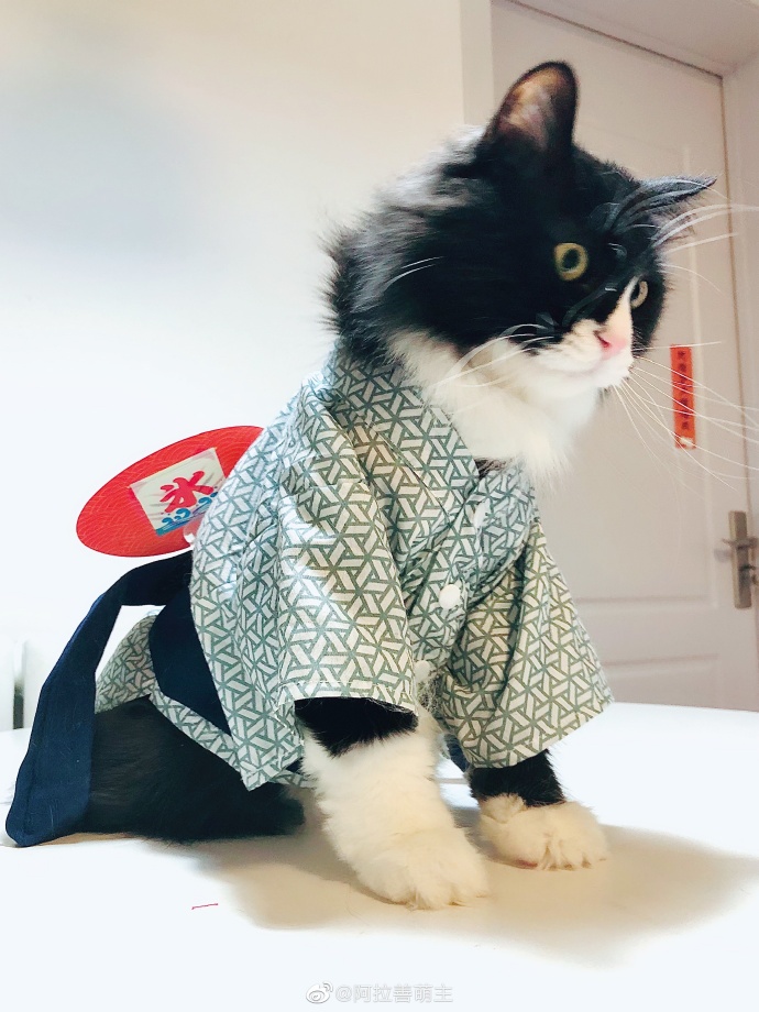 猫图片|宠物猫|猫咪|