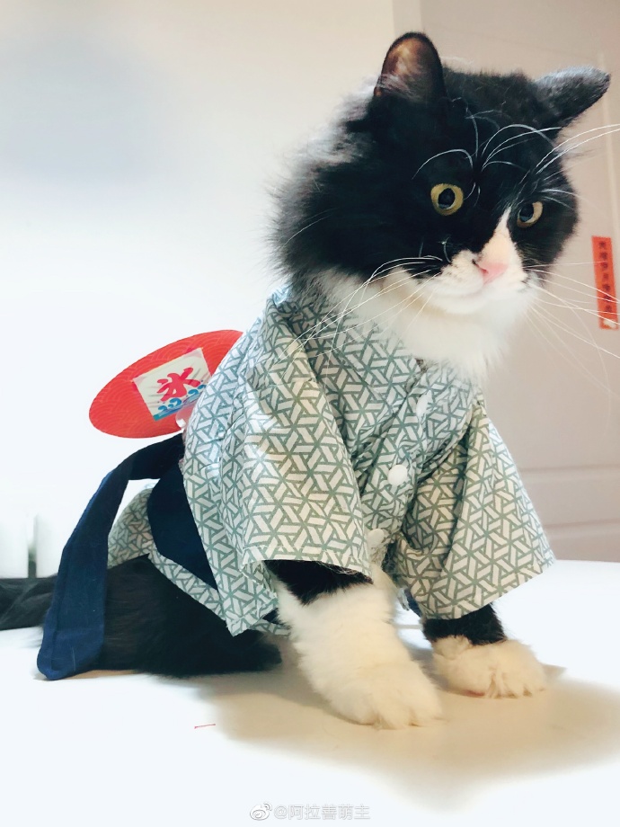 猫图片|宠物猫|猫咪|