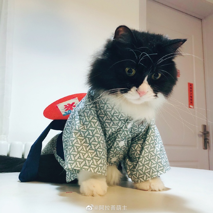 猫图片|宠物猫|猫咪|