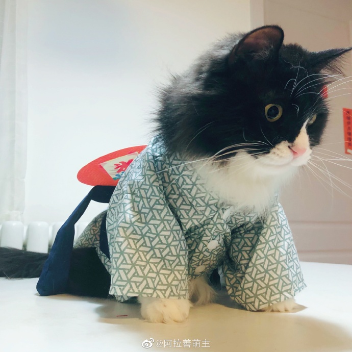 猫图片|宠物猫|猫咪|