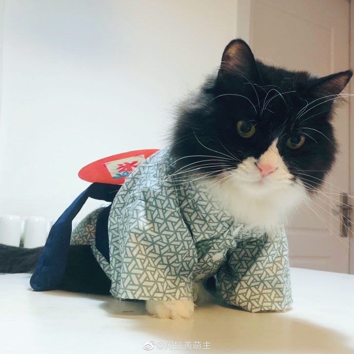 猫图片|宠物猫|猫咪|