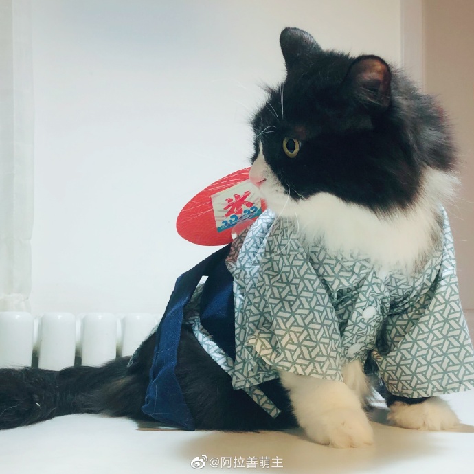 猫图片|宠物猫|猫咪|