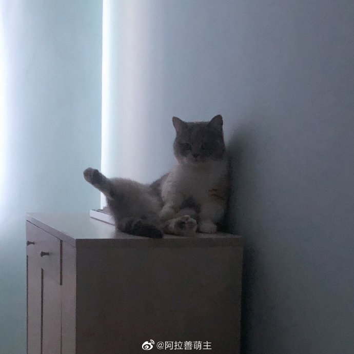 猫图片|宠物猫|猫咪|