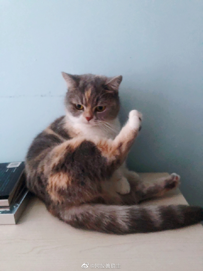 猫图片|宠物猫|猫咪|