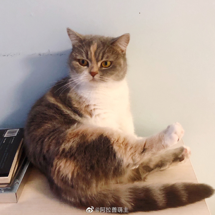 猫图片|宠物猫|猫咪|