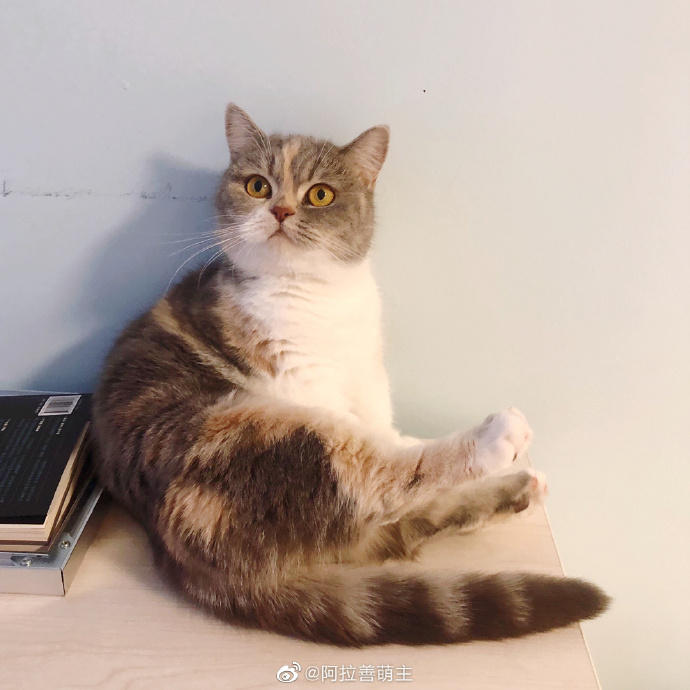 猫图片|宠物猫|猫咪|