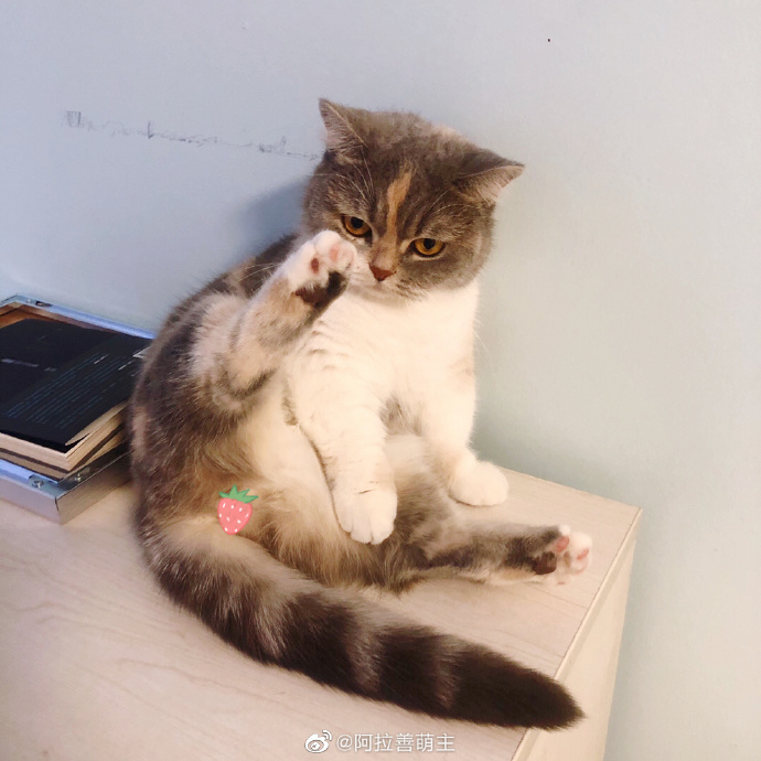 猫图片|宠物猫|猫咪|