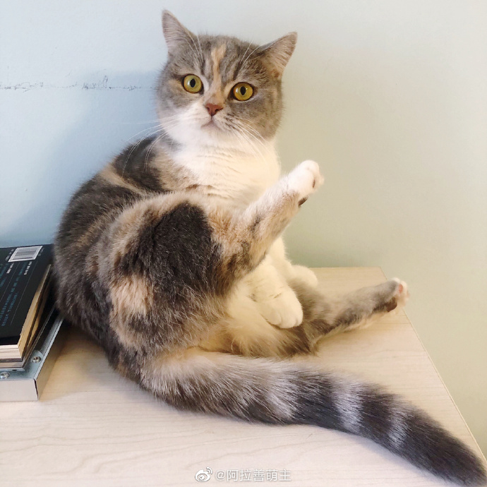 猫图片|宠物猫|猫咪|