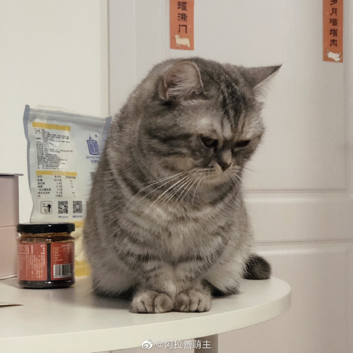 猫图片|宠物猫|猫咪|