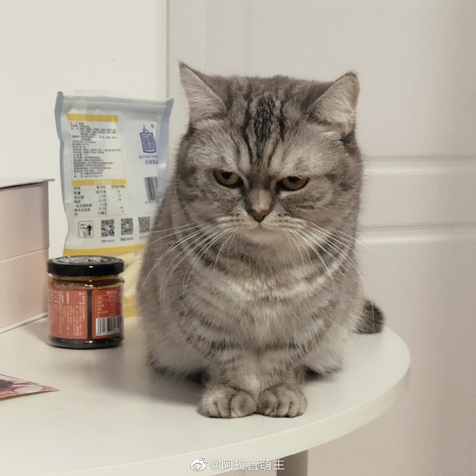 猫图片|宠物猫|猫咪|