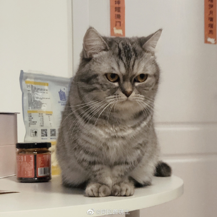 猫图片|宠物猫|猫咪|