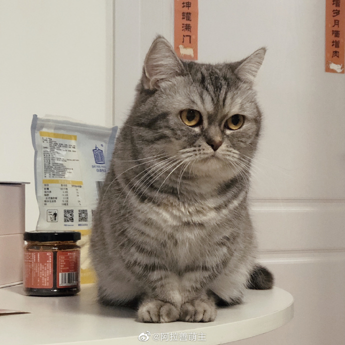 猫图片|宠物猫|猫咪|