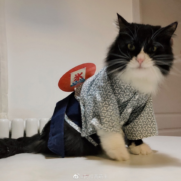 猫图片|宠物猫|猫咪|