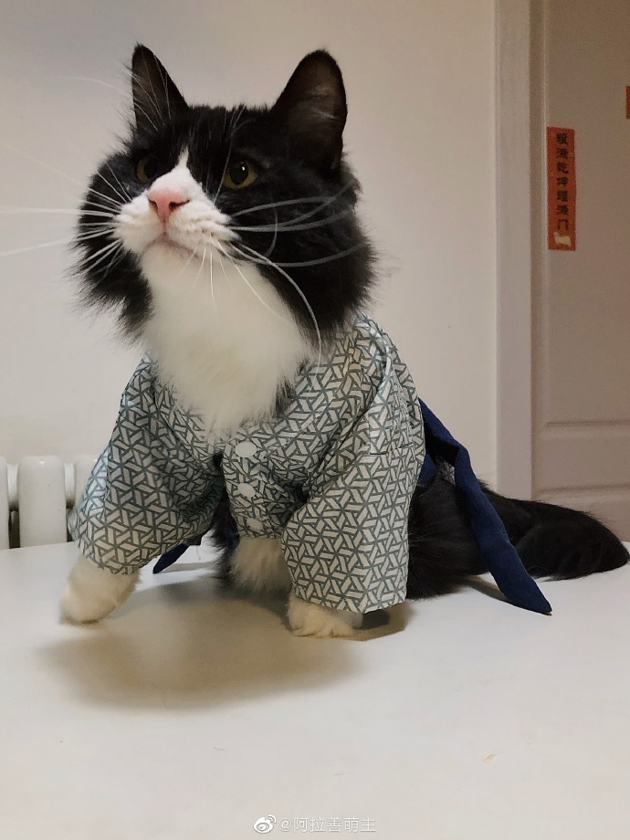 猫图片|宠物猫|猫咪|