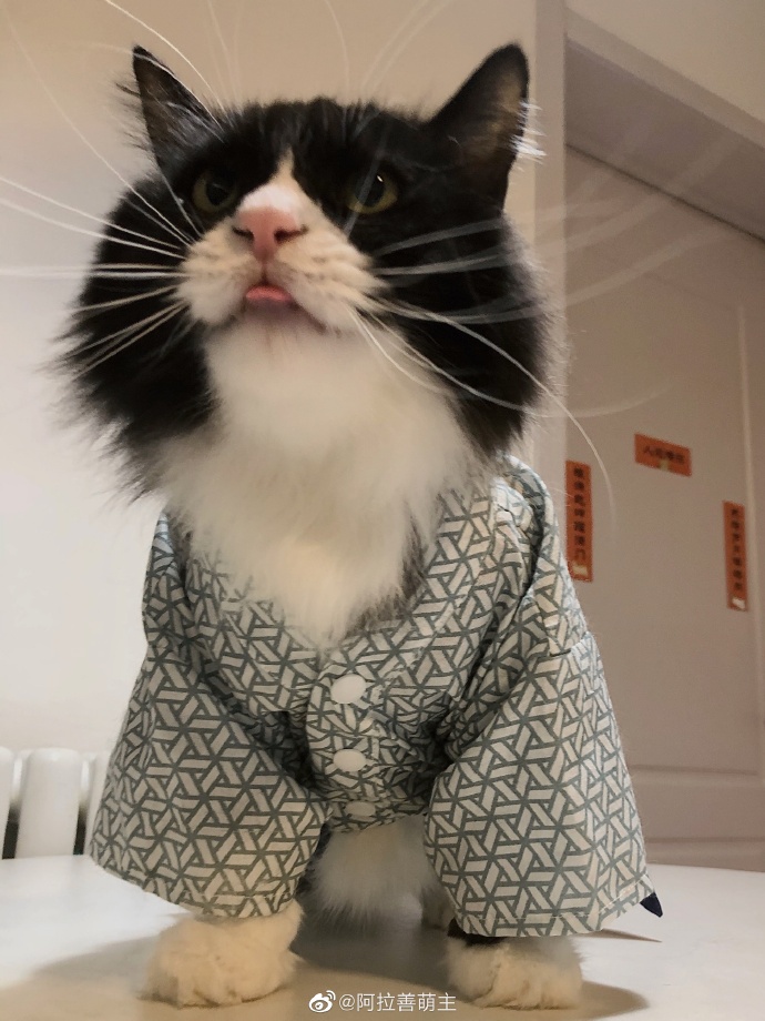 猫图片|宠物猫|猫咪|