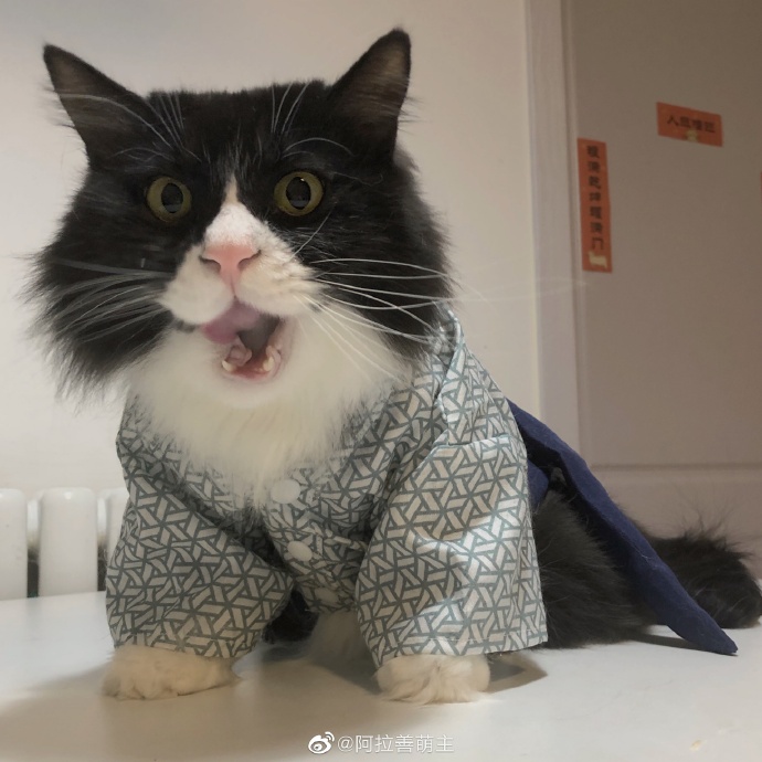 猫图片|宠物猫|猫咪|