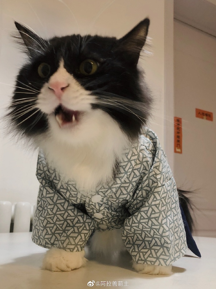 猫图片|宠物猫|猫咪|