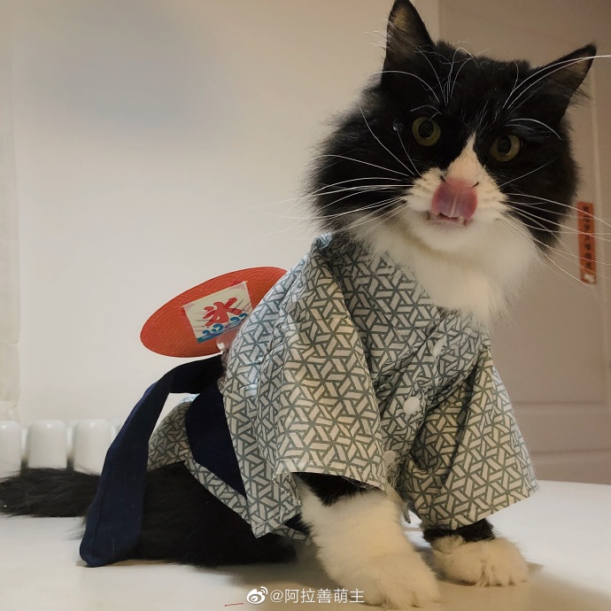 猫图片|宠物猫|猫咪|