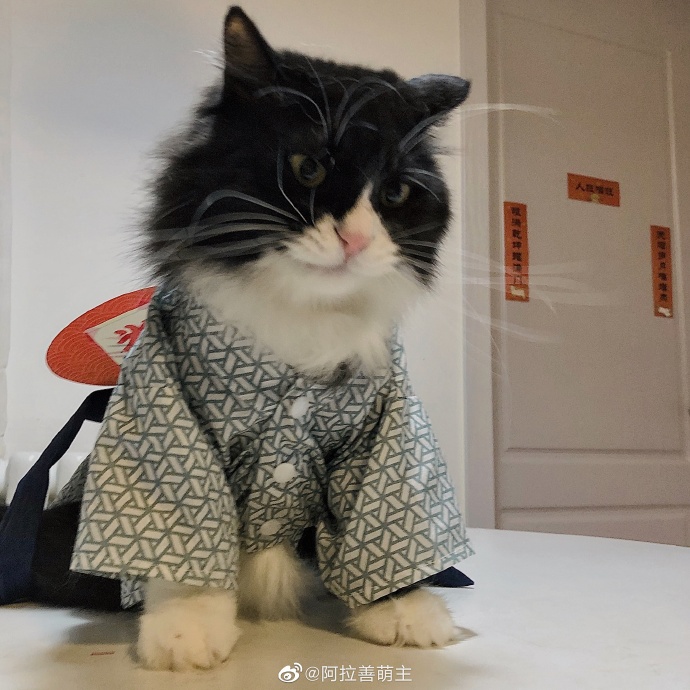 猫图片|宠物猫|猫咪|