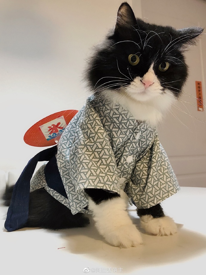 猫图片|宠物猫|猫咪|