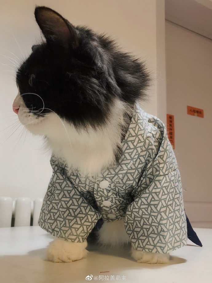 猫图片|宠物猫|猫咪|