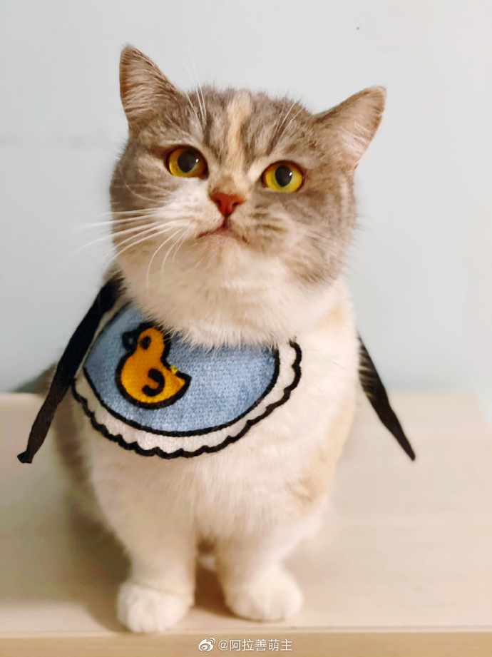 猫图片|宠物猫|猫咪|