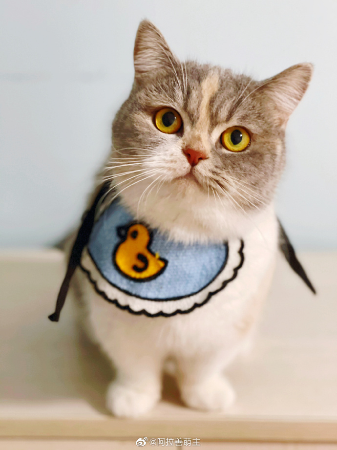 猫图片|宠物猫|猫咪|