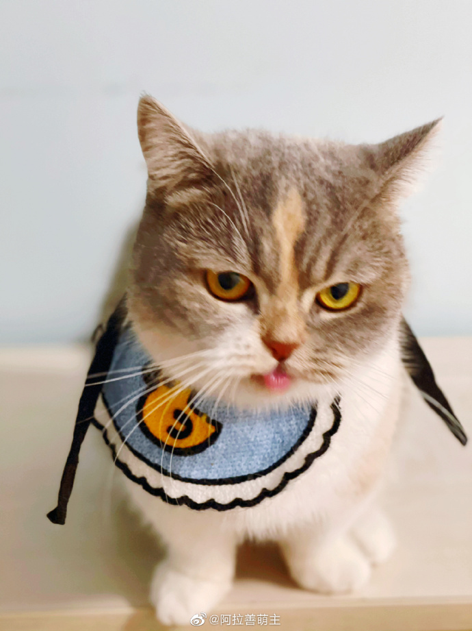 猫图片|宠物猫|猫咪|