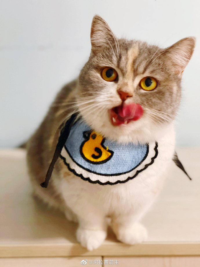 猫图片|宠物猫|猫咪|