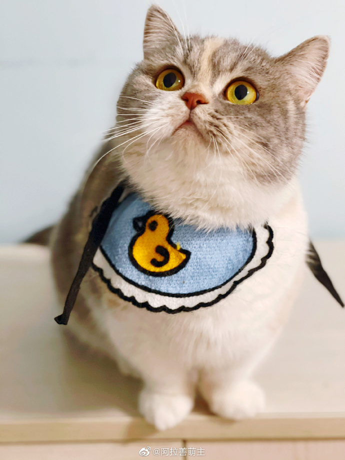 猫图片|宠物猫|猫咪|