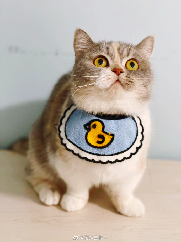 猫图片|宠物猫|猫咪|