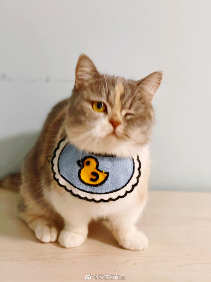 猫图片|宠物猫|猫咪|