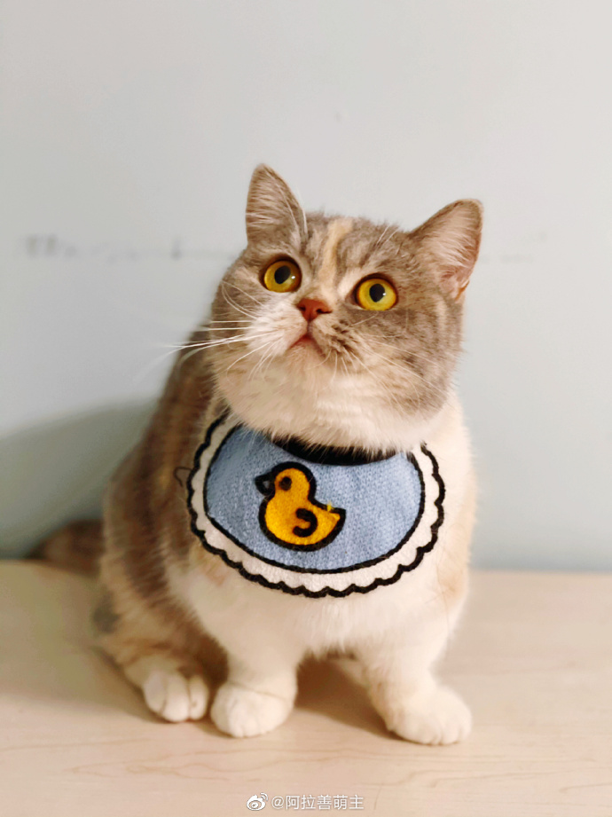 猫图片|宠物猫|猫咪|