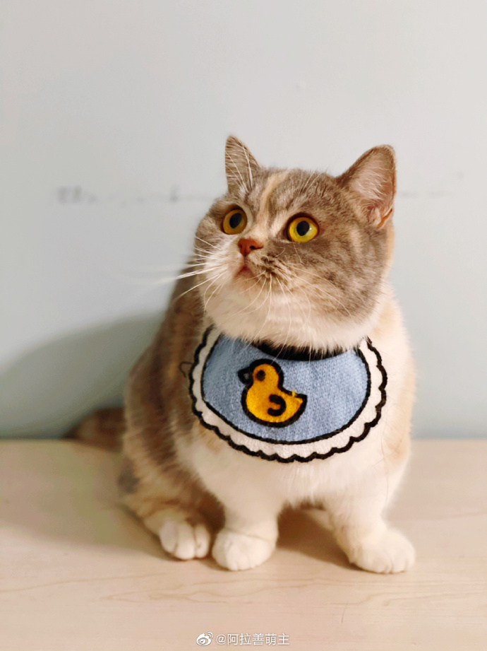 猫图片|宠物猫|猫咪|