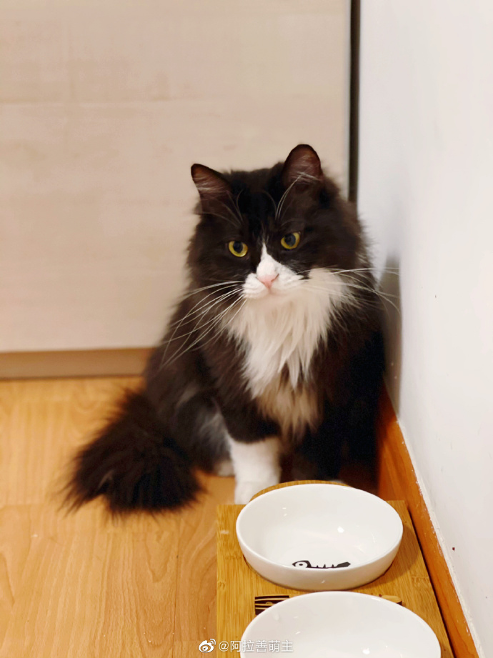 猫图片|宠物猫|猫咪|