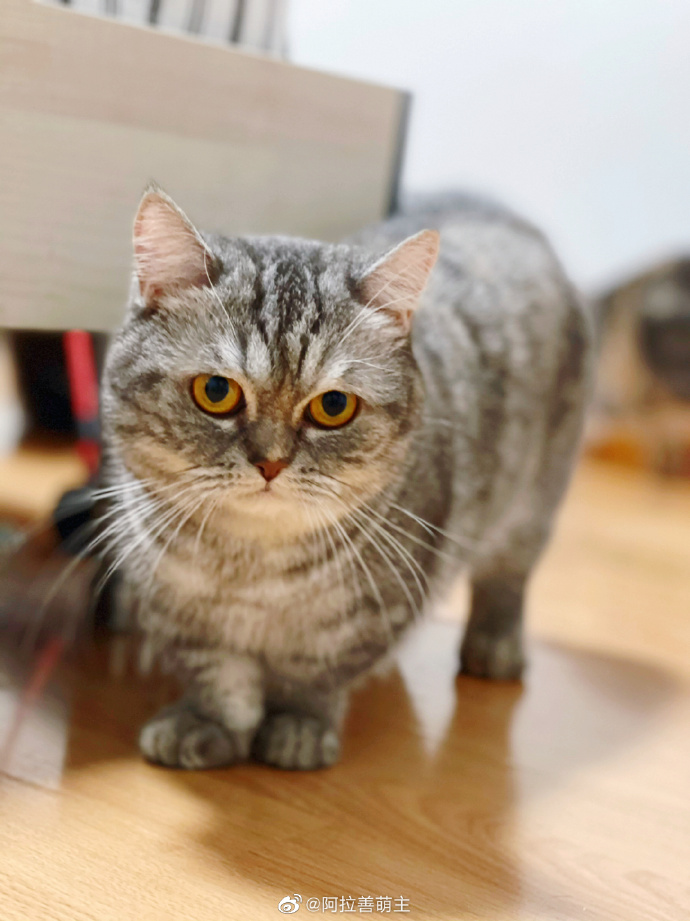 猫图片|宠物猫|猫咪|