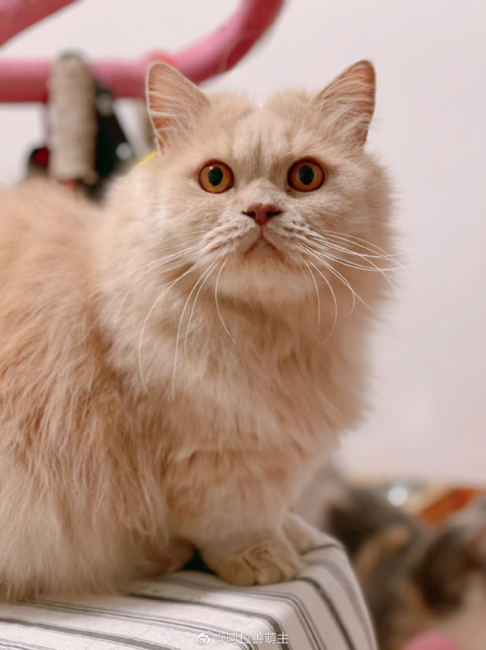 猫图片|宠物猫|猫咪|