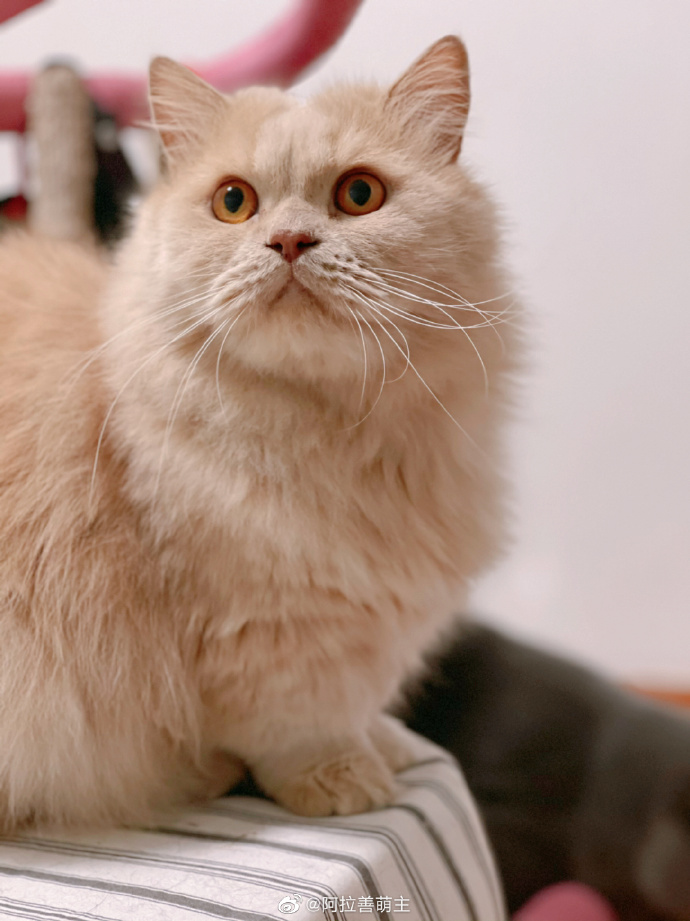 猫图片|宠物猫|猫咪|