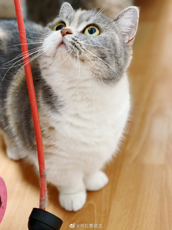 猫图片|宠物猫|猫咪|