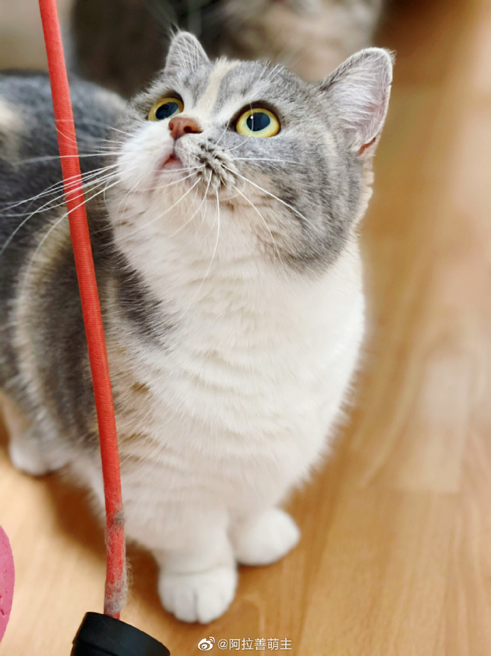 猫图片|宠物猫|猫咪|