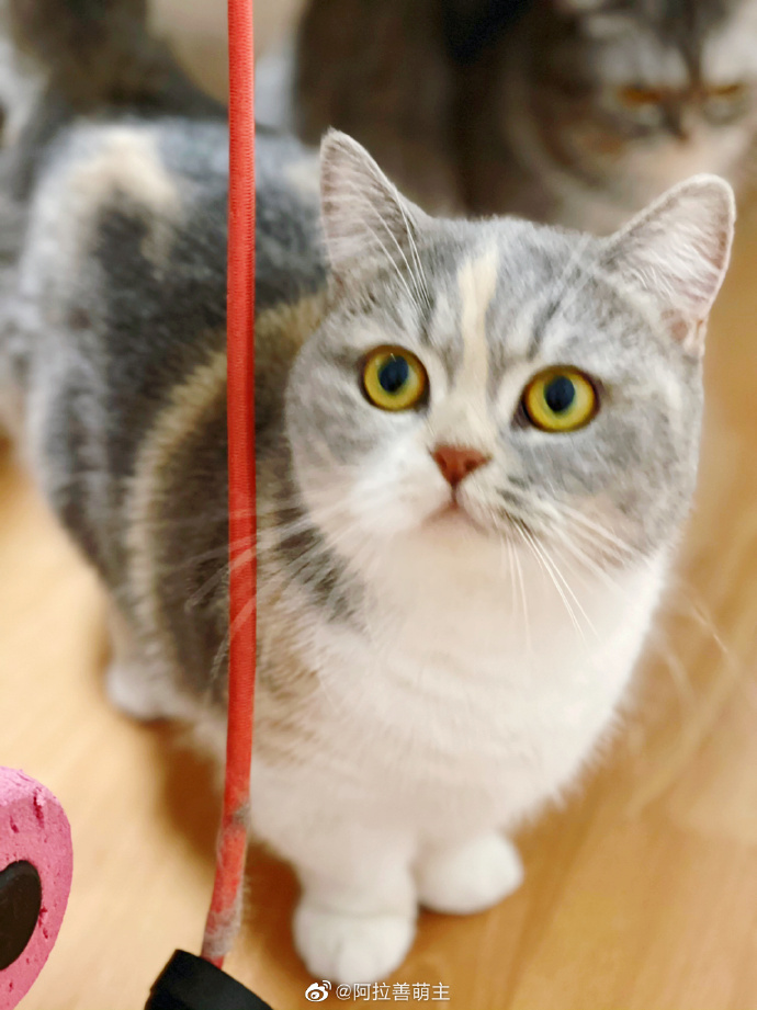 猫图片|宠物猫|猫咪|