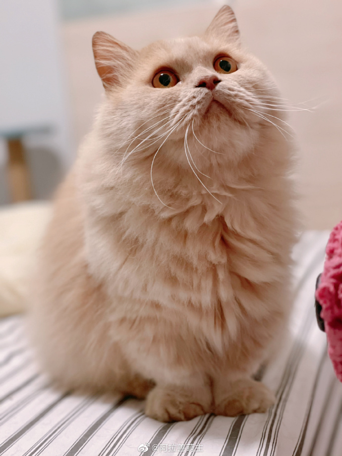 猫图片|宠物猫|猫咪|