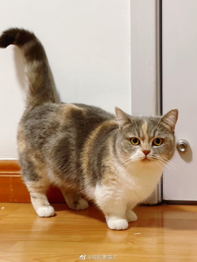 猫图片|宠物猫|猫咪|