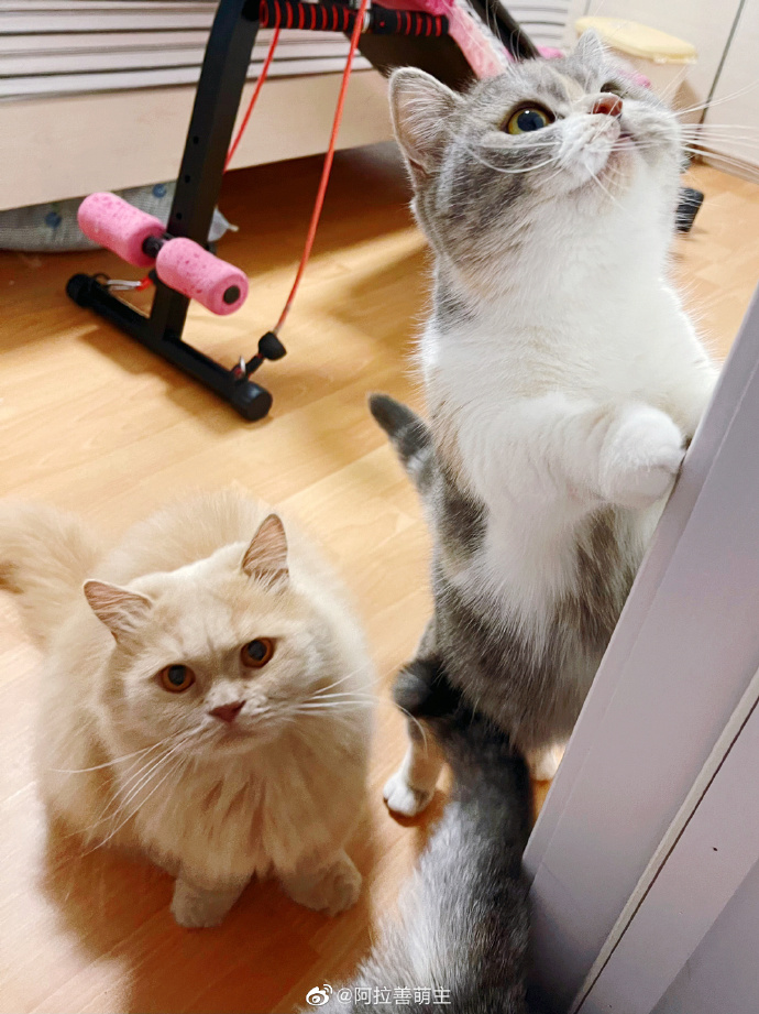 猫图片|宠物猫|猫咪|